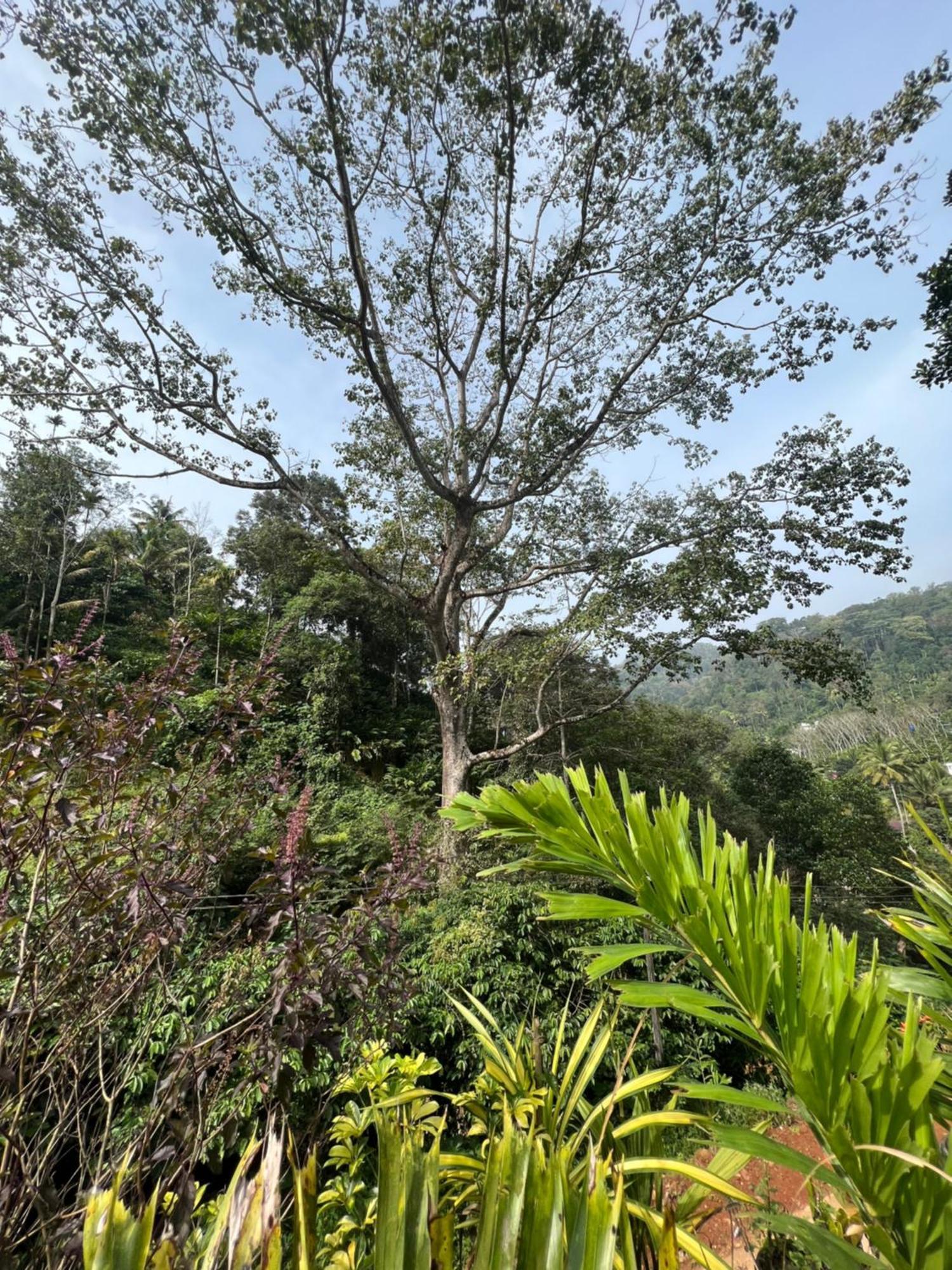 Mount Court Munnar Hotel Eksteriør billede